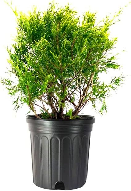 Old Gold Juniper | Live Gallon Size Plants | Juniperus Chinensis, Hardy