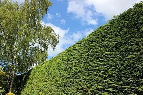 Murray Cypress | Large Gallon Size Containers | Cupressus x Leylandii