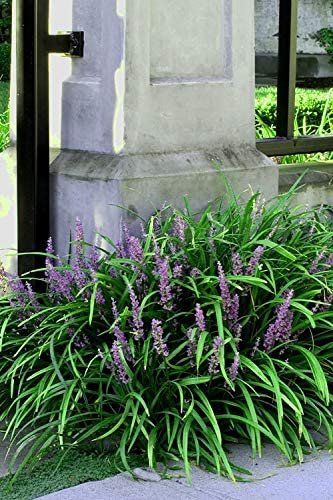 Emerald Goddess Liriope Muscari | Live Plants | Drought Tolerant