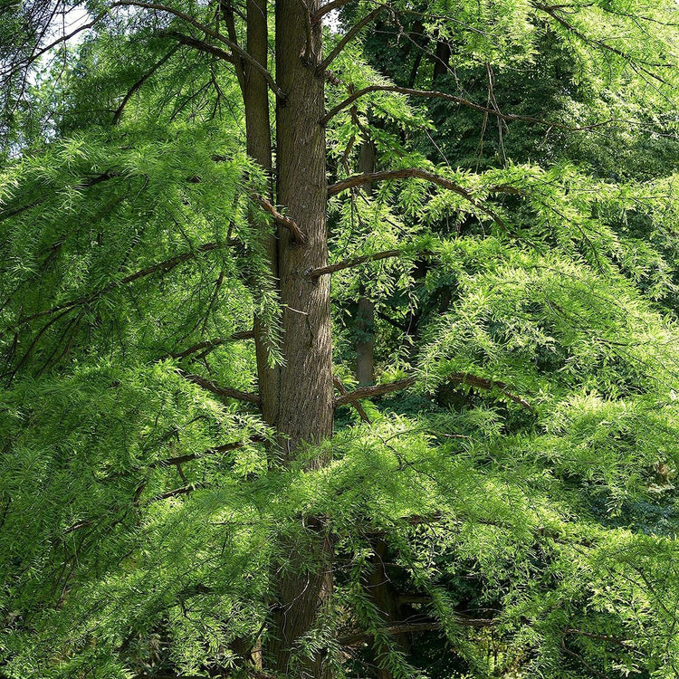 Bald Cypress | Live Trees | Taxodium Distichum | Fast Growing Shade Tree