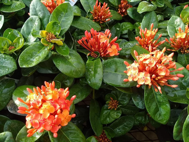 Ixora Maui Red | Live Plants | Beautiful Vibrant Blooming Butterfly Attracting Shrub | Coccinea Flame of The Woods Jungle Flame