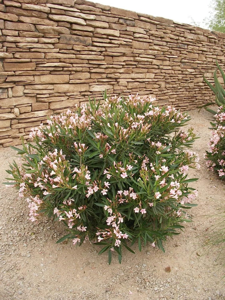 Oleander Petite Pink | Live Plants | Nerium | Compact Dwarf Evergreen Shrub