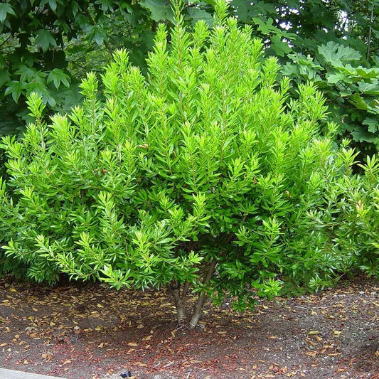 Wax Myrtle Don's Dwarf I Live Plants I Myrica Cerifera | Compact Evergreen Shrub with Aromatic Foliage, Ideal for Small Spaces, Hedges, & Landscape Accents (30 Plants)