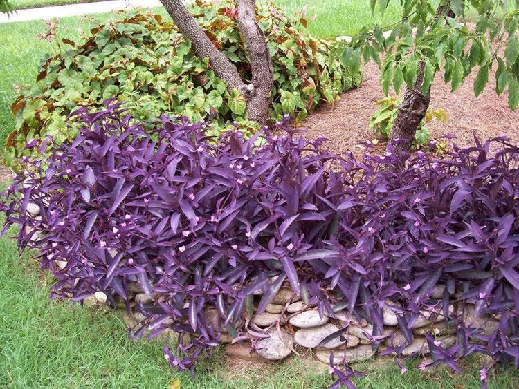 Purple Heart | Live Plants | Setcreasea Pallida Tradescantia | Blooming Wandering Vine Drought Tolerant Perennial Groundcover