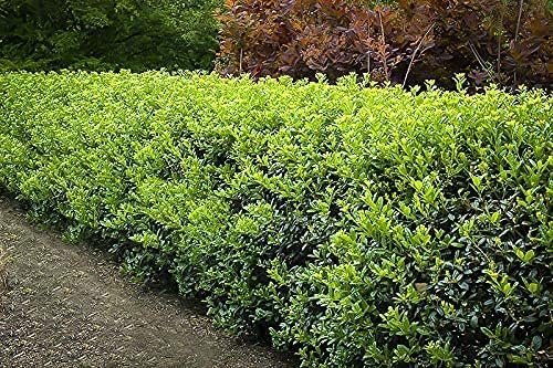 Dwarf Burford Holly | Live Quart Size Plants | Ilex Burfordi Evergreen Hedge Red Berries Shrub Tree