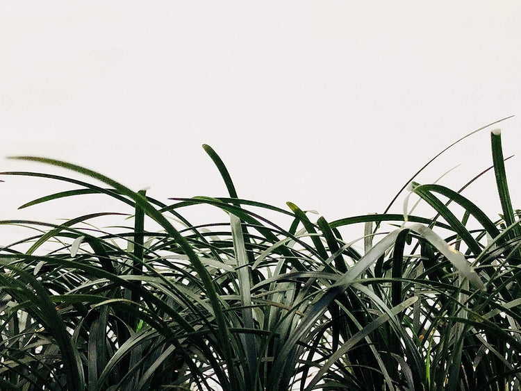 Black Mondo Grass Plugs - Ophiopogon Japonicus Nigrescens - Live Plants - Excellent Shade Loving Ground Cover