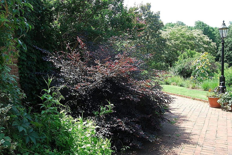 Loropetalum Carolina Midnight | Live Plants | Chinensis Rubrum | Evergreen Shrub Blooming Hedge