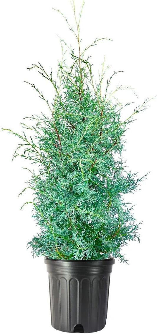 Carolina Sapphire Cypress Tree | Extra Large 3 Gallon Trees | Hardy