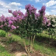 Crape Myrtle Catawba | Extra Large 3 Gallon Plant I Purple Flowering Lavender-Purple Summer Blooms, Drought-Resistant Live Tree