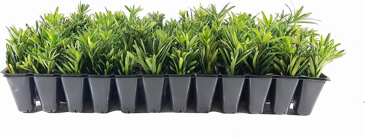 Dwarf Podocarpus Macrophyllus Pringles - Live Plants - Dense Evergreen Low Hedge or Bonsai