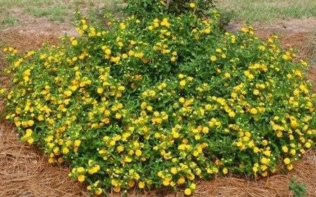 Lantana New Gold I Large Gallon Size Plants I Verbenaceae Camara I Live Vibrant Golden Yellow Flowers, Heat and Drought Tolerant, Ideal for Borders and Hanging Baskets (1 Plant)