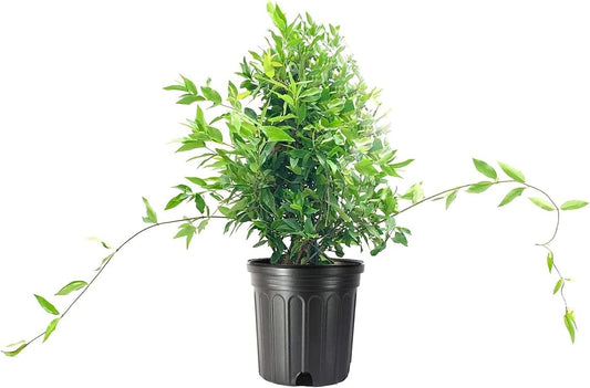 Carolina Jasmine | Large Gallon Size Plants | Gelsemium Sempervirens