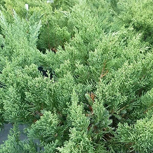 San Jose Juniper | Live Plants | Juniperus Chinensis | Bonsai Drought Tolerant Cold Hardy Evergreen Groundcover