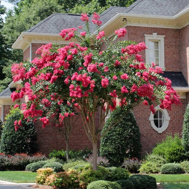 Crape Myrtle Tonto | Live Plants | Fuchsia Red/Pink Blooms, Premium Live Plant, Ornamental Shrub for Captivating Garden Accents