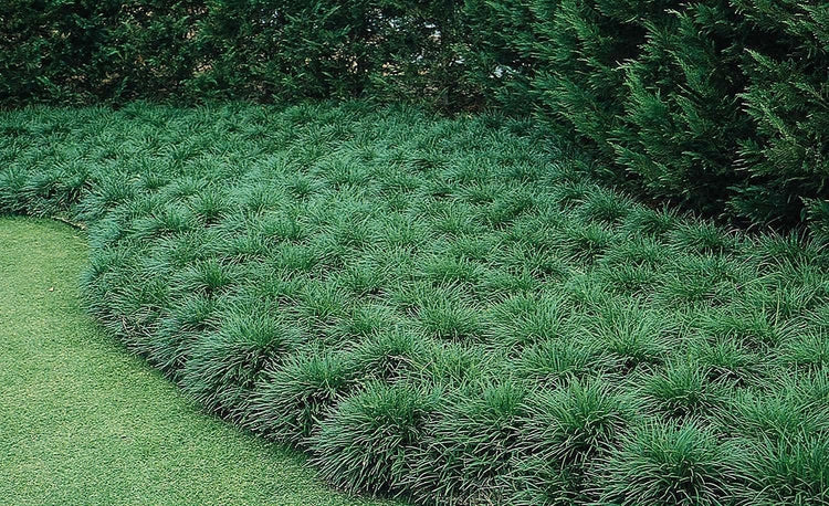 Mondo Grass Ophiopogon Japonicus | Live Pips Bare Root Plants | Live Shade Loving Evergreen Groundcover Plants