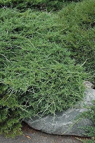 Juniper Sea Spray | Live 4 Inch Pots | Juniperus Chinensis | Drought Tolerant Cold Hardy Evergreen Groundcover Plants