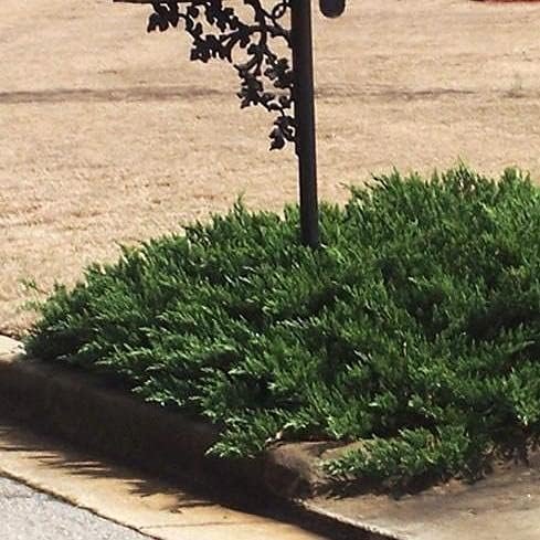 Green Sargent Juniper - Live Gallon Size Plants - Juniperus Chinensis - Drought Tolerant Cold Hardy Evergreen Groundcover