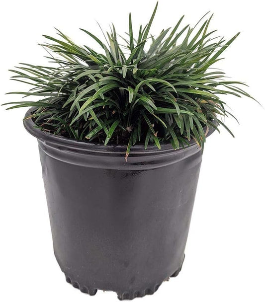 Dwarf Mondo Grass | Large Gallon Size Plants | Ophiopogon Japonicus Nanus