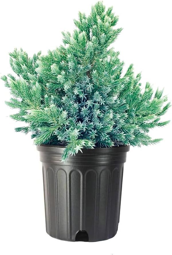 Blue Star Juniper | Large Gallon Size Plant | Juniperus Squamata | Low Maintenance Blue Evergreen Groundcover