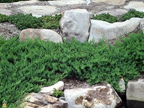 Juniper Blue Pacific | Live Plants | Hardy Drought Tolerant Evergreen Ground Cover