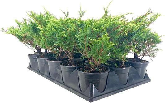 Juniper Calgary Carpet | Live 4 Inch Pots | Juniperus Sabina Monna | Drought Tolerant Cold Hardy Evergreen Groundcover Plants