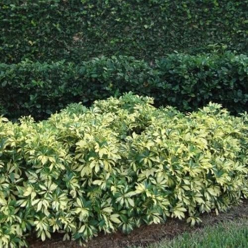 Arboricola Variegated Schefflera Trinette I Live Plants I Vibrant Green & Yellow Foliage, Easy-Care Indoor/Outdoor Plant, Air-Purifying, Ideal for Home (03 Plants)