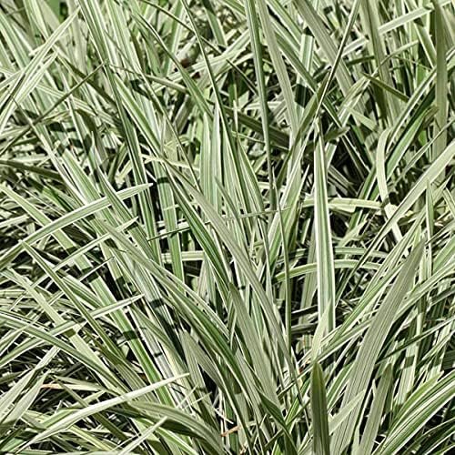 Aztec Grass | Gallon Size Plants | Live Variegated Ophiopogon Liriope Muscari