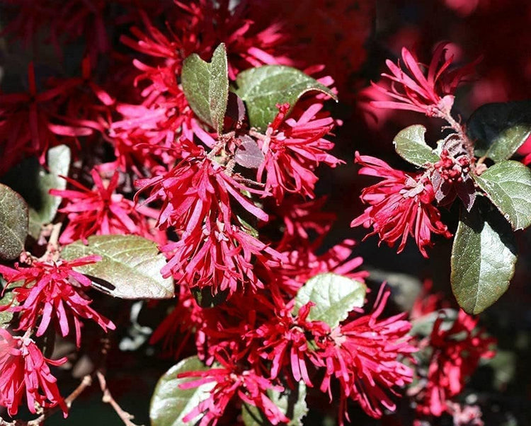 Loropetalum Carolina Midnight | Live Quart Size Plants | Chinensis Rubrum | Colorful Blooming Hedge Shrub Tree