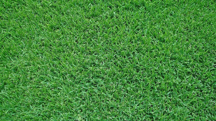 St. Augustine Seville Sod - Extra Large Live Plugs - Drought, Salt & Shade Tolerant Turf Grass