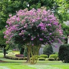 Crape Myrtle Muskogee | Extra Large 3 Gallon Plants | Lagerstroemia Indica | Beautiful Low Maintenance Lavender Blooming Tree