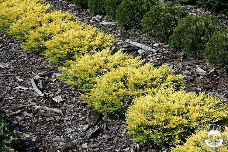 Lime Glow Juniper | Live 4 Inch Pots | Juniperus Horizontalis | Cold Hardy