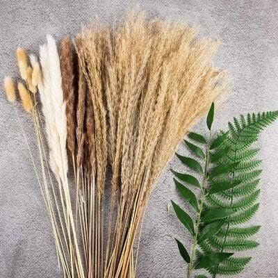 Dwarf Pampas Grass | Live Plants | Cortaderia Selloana Pumila