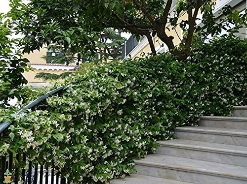 Star Confederate Jasmine I Large Gallon Size Plants I Trachelospermum Jasminoides I Live Fragrant White Star-Shaped Flowers, Perfect for Trellises, Fences, and Arbors (2 Plants)