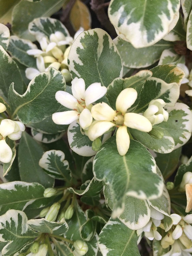 Pittosporum Variegated I Large Gallon Size Plants I Pittosporum Tobria Variegatum I Live Striking Two-Tone Foliage for All-Year Visual Interest, Ideal for Hedges, Borders (2 Plants)