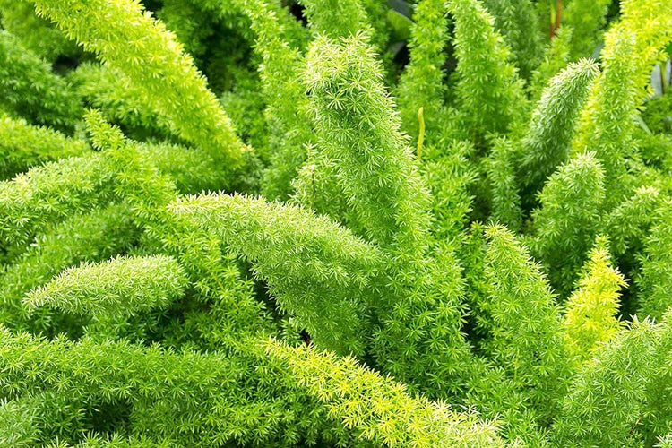 Foxtail Fern Myers | Live Plants | Asparagus Densiflorus Myersii | Unique Tropical Landscape Groundcover