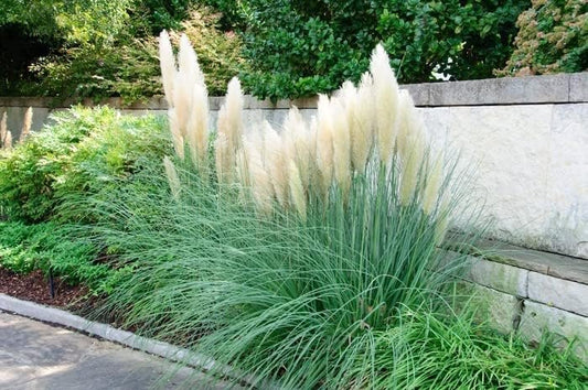 Dwarf Pampas Grass | Live Plants | Cortaderia Selloana Pumila