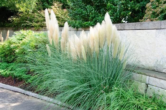 Dwarf Pampas Grass | Live Plants | Cortaderia Selloana Pumila