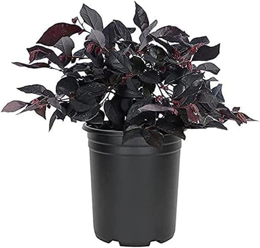 Loropetalum Carolina Midnight | Live Quart Size Plants | Chinensis Rubrum | Colorful Blooming Hedge Shrub Tree