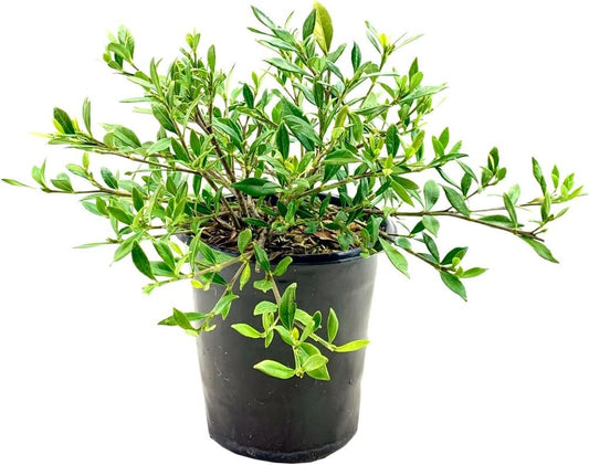 Gardenia Dwarf Radicans | Large Gallon Size Plants | Fragrant Blooming Shrub | Gardenia Jasminoides Cape Jasmine