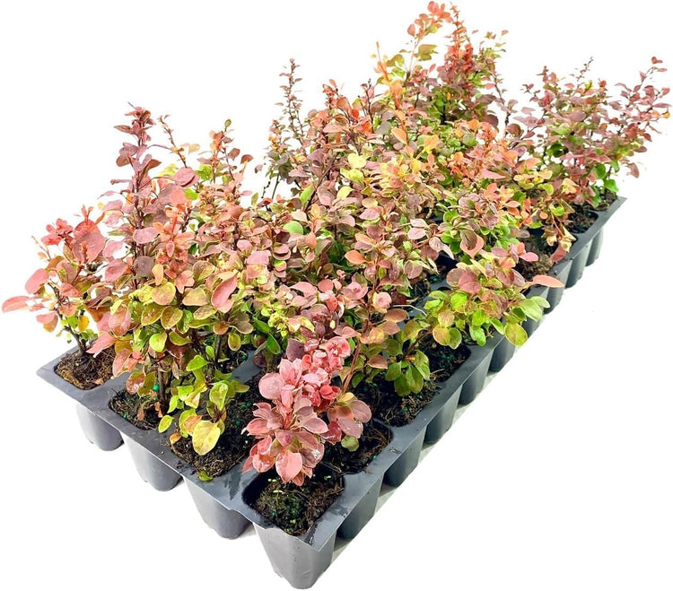 Barberry Rosy Glow | Live Plants | Vibrant Dual-Toned Foliage, Ideal for Landscaping & Hedging, Hardy & Drought-Tolerant, Live Decorative Shrub Plant (10 Plants)