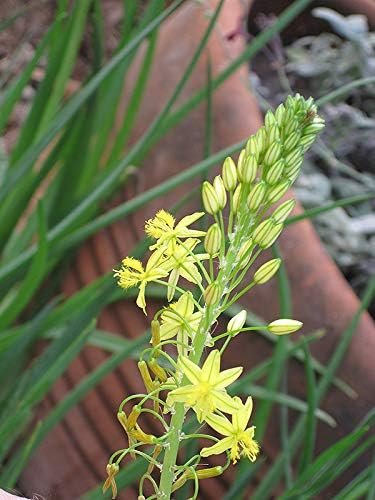 Bulbine Yellow | Live Gallon Size Plants | Bright Yellow Flowering Succulent, Live Plant, Perfect for Sunny Gardens, Drought-Tolerant Landscape Addition (2 Plants)