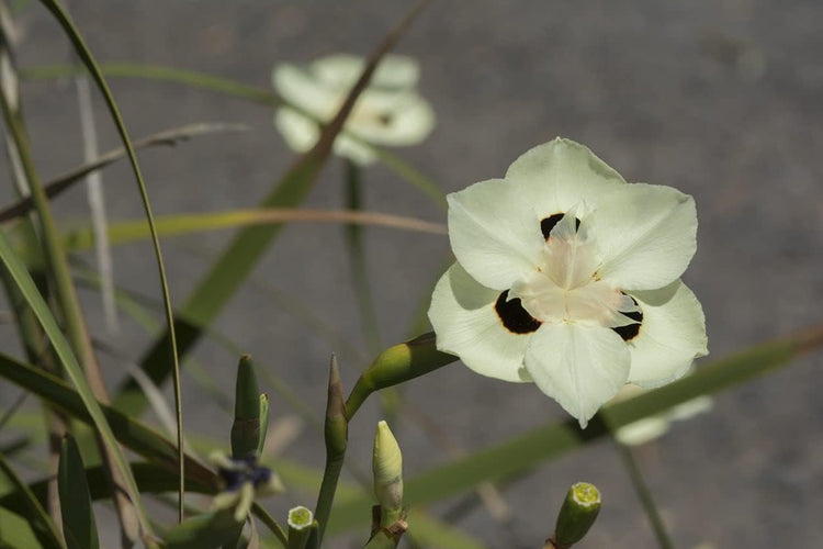 African Iris Yellow | Large Gallon Size Plants | Dietes Vegeta | Low Maintenance Drought Tolerant Groundcover Grass