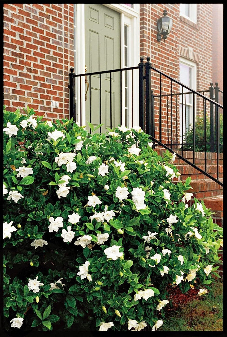 Gardenia August Beauty | Live Plants | Gardenia Jasminoides | Beautiful