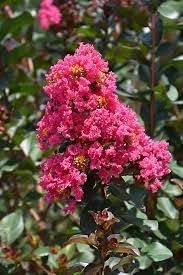 Crape Myrtle Pink Velour | Extra Large 3 Gallon Plants | Lush Magenta-Pink Blooms, Live Plant, Elegant Ornamental Shrub for Distinctive Garden Accents