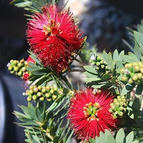 Little John Dwarf Bottlebrush | Live Plants | Callistemon | Compact Blooming Shrub | Attracts Hummingbirds and Butterflies