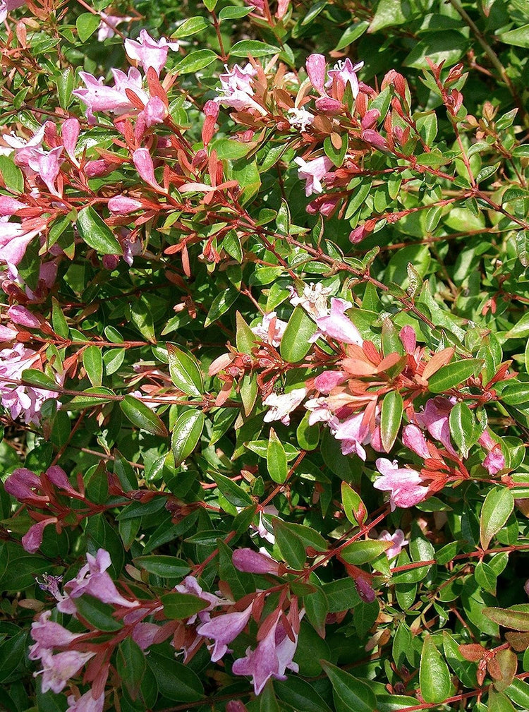 Abelia Grandiflora Edward Goucher | Large Gallon Size Plants