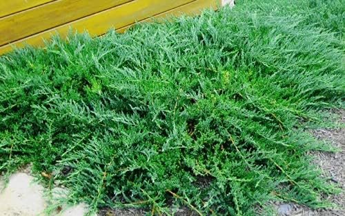 Green Sargent Juniper - Live Gallon Size Plants - Juniperus Chinensis - Drought Tolerant Cold Hardy Evergreen Groundcover