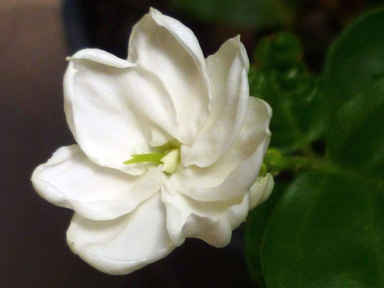 Sambac Jasmine Plant | Live Plants | Jasminum Sambac | Fragrant White Blooms | Ideal for Indoor & Outdoor Planting | Aromatic Addition to Gardens & Patios | Lush & Decorative Foliage