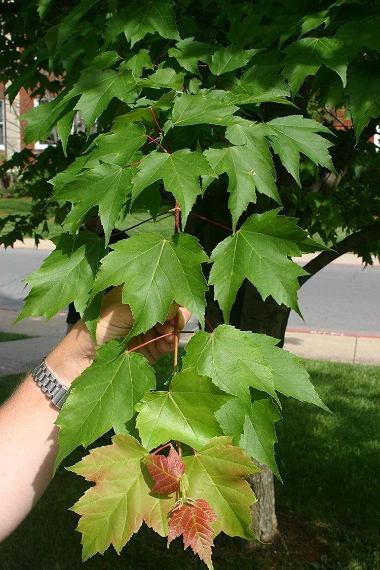 Red Maple Tree | Live Trees | Acer rubrum | Native American Beauty Fast-Growing Shade Tree | Fall Foliage Wildlife-Friendly Habitat