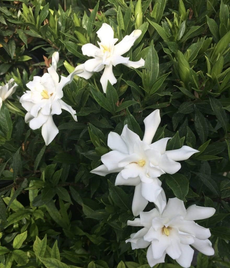 Frostproof Gardenia | Large Gallon Size Plant | Fragrant Blooming Shrub